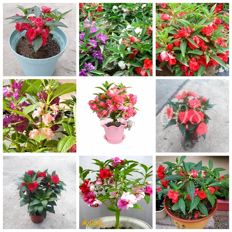 100 pcs/ bag Bonsai Impatiens Flower Balsam Double Flore Plantas Indoor & Outdoor Potted Plant for Home & Garden Pot Planting
100 pcs/ bag Bonsai Impatiens Flower Balsam Double Flore Plantas Indoor & Outdoor Potted Plant for Home & Garden Pot Planting