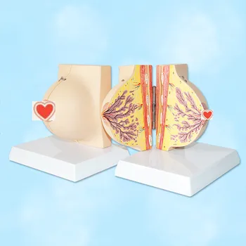 PVC 1:1 Human Breast Anatomical Model Human Anatomy Model Prolactin Training Model Medical Science Supply Educational Supplies
PVC 1:1 Human Breast Anatomical Model Human Anatomy Model Prolactin Training Model Medical Science Supply Educational Supplies
