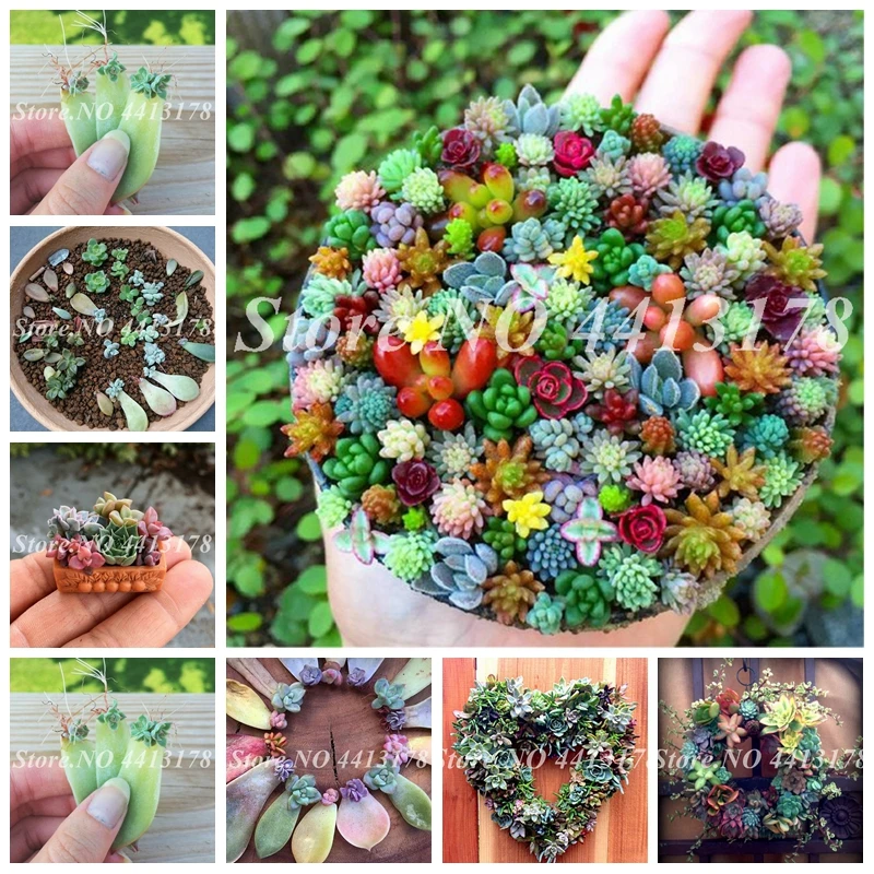 500 pcs / bag Mix Lithops Bonsai Mix Varieties Outdoor & Indoor Succulents Plant Succulent Home Ornament Potted Home & Garden
500 pcs / bag Mix Lithops Bonsai Mix Varieties Outdoor & Indoor Succulents Plant Succulent Home Ornament Potted Home & Garden