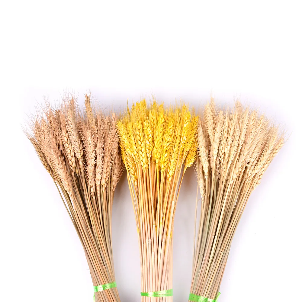 SUEF 2019 Decorative Dried Artificial Flower grain bouquet of White dried wheat decor natural plant Wedding Decoration dry @6
SUEF 2019 Decorative Dried Artificial Flower grain bouquet of White dried wheat decor natural plant Wedding Decoration dry @6