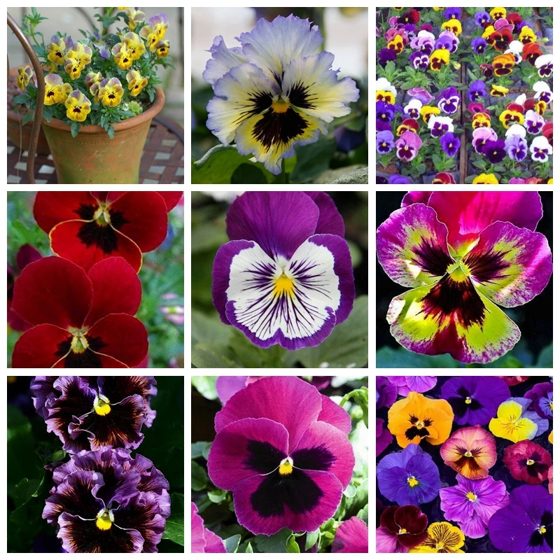 100 pcs/ bag Bonsai Pansy Flower Mix Color Blooming Wavy Viola Tricolor Flore Outdoor Potted Plants DIY Home & Garden Decor
100 pcs/ bag Bonsai Pansy Flower Mix Color Blooming Wavy Viola Tricolor Flore Outdoor Potted Plants DIY Home & Garden Decor