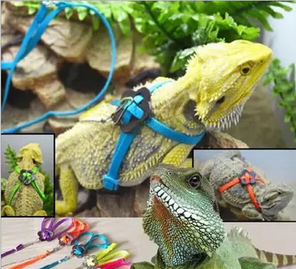 2015 Reptile Lizard Harness & Leash Adjustable Multicolor Durable Soft Fashion 120cm 1 pcs
2015 Reptile Lizard Harness & Leash Adjustable Multicolor Durable Soft Fashion 120cm 1 pcs