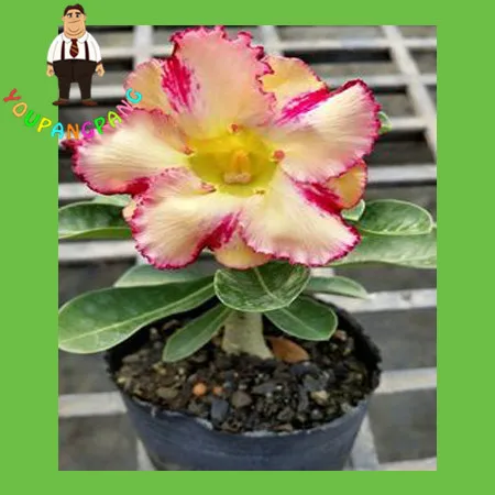 1 Pcs / Lot Desert Rose plants Yellow Petals With Red Streaks Ornamental Plants Balcony Potted Flowers plants Adenium Obesum bon
1 Pcs / Lot Desert Rose plants Yellow Petals With Red Streaks Ornamental Plants Balcony Potted Flowers plants Adenium Obesum bon