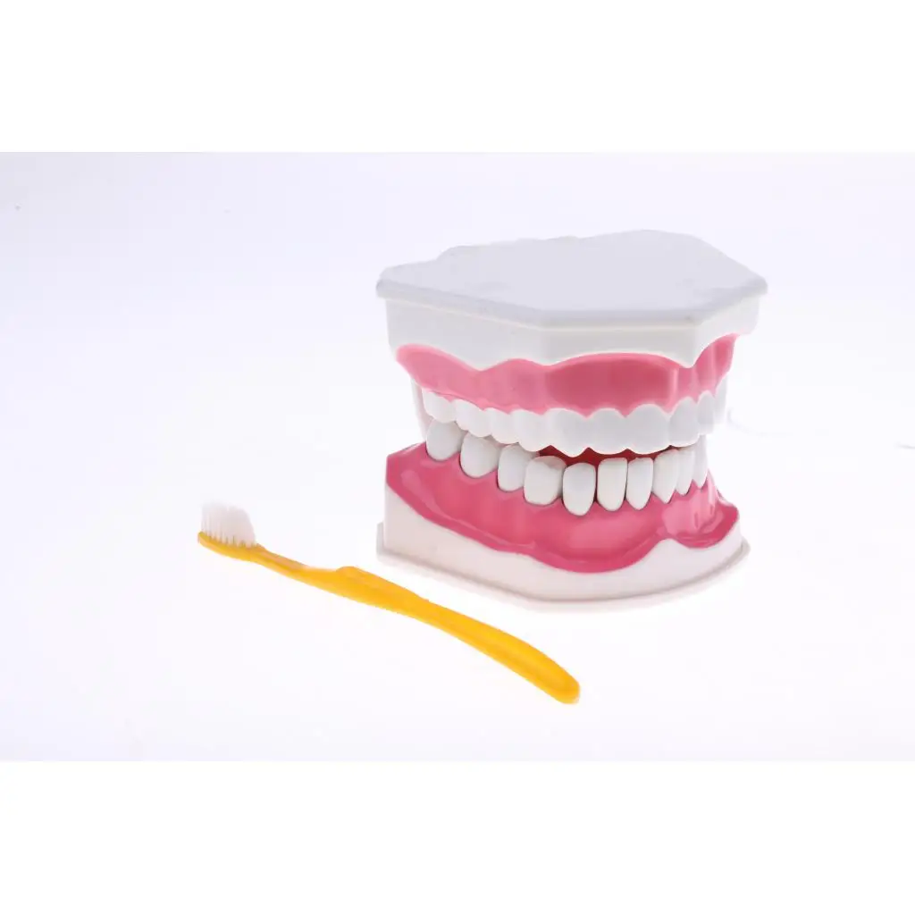 2X Large PVC Human Teeth Model with Removable Lower Teeth School Teeth Teaching Tools Student Children Educational Toy