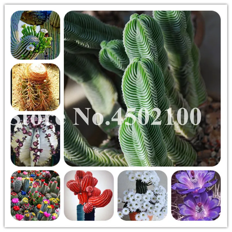 50 Pcs Exotic Mixed Garden Cactus Succulent Bonsai Plant Tree Purify Air Bonsai In The Heat Resistant Easy Care Creative Bonsai
50 Pcs Exotic Mixed Garden Cactus Succulent Bonsai Plant Tree Purify Air Bonsai In The Heat Resistant Easy Care Creative Bonsai
