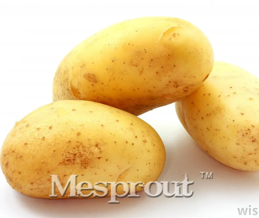 200pcs Hot Sale POTATO Bonsai Giant Chinese Sweet Vegetable Bonsai Plant Food Delicious Home & Garden Free Shipping
200pcs Hot Sale POTATO Bonsai Giant Chinese Sweet Vegetable Bonsai Plant Food Delicious Home & Garden Free Shipping