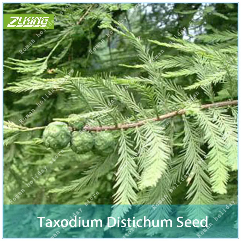 ZLKING 20Pcs Taxodium Bonsai Ground Hardy Perennial Plants Cheap Outdoor Garden Tall Tree Popular Perennial Rare Plants
ZLKING 20Pcs Taxodium Bonsai Ground Hardy Perennial Plants Cheap Outdoor Garden Tall Tree Popular Perennial Rare Plants