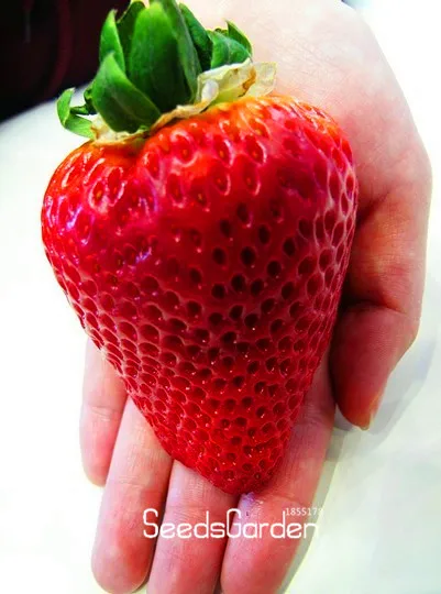 Best-Selling!100Pcs/Lot big giant red fruit strawberry Bonsai DIY Garden fruit Plants giant straberry,#FNIUJN
Best-Selling!100Pcs/Lot big giant red fruit strawberry Bonsai DIY Garden fruit Plants giant straberry,#FNIUJN