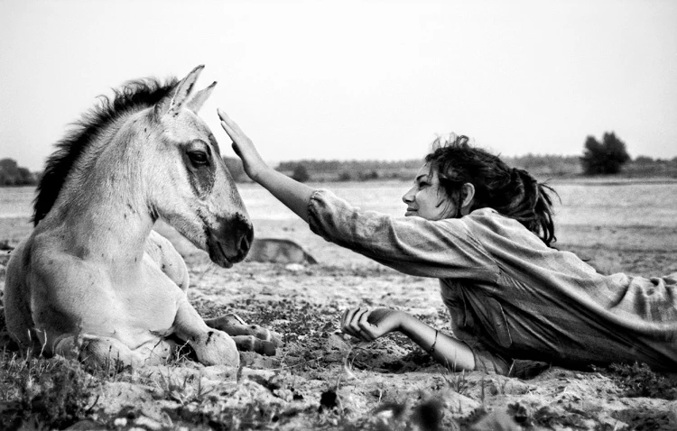 landscape picture prints on canvas black and white pictures portrait horses with lady photographic prints modern home decor art
landscape picture prints on canvas black and white pictures portrait horses with lady photographic prints modern home decor art