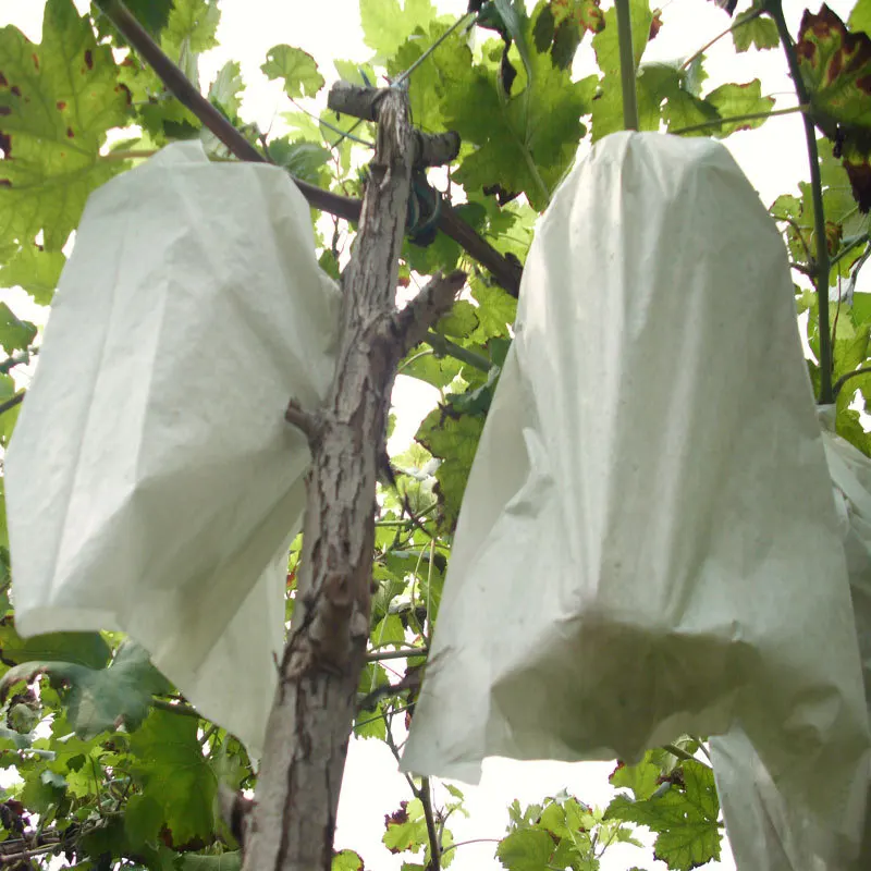 Biodegradable Non-woven Seedling Bag Graft Tree Grow Bag Grape Cuttings Planting Container Bonsai Flower 10 Pcs Nourishing Bag
Biodegradable Non-woven Seedling Bag Graft Tree Grow Bag Grape Cuttings Planting Container Bonsai Flower 10 Pcs Nourishing Bag