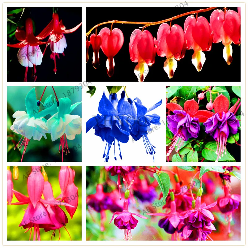 105pcs /bag Fuchsia Hybrida Hort bonsai Lantern Flowers flores indoor potted plant for Garden Home mixed color
105pcs /bag Fuchsia Hybrida Hort bonsai Lantern Flowers flores indoor potted plant for Garden Home mixed color