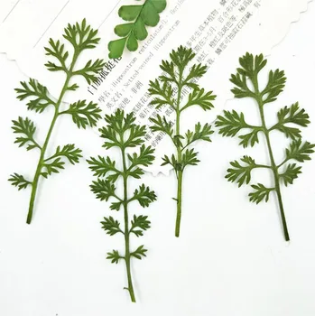 100pcs Pressed Dried Soliva anthemifolia (Juss. ) R. Leaves Plants Herbarium For Jewelry Postcard Phone Case Invitation Card DIY
100pcs Pressed Dried Soliva anthemifolia (Juss. ) R. Leaves Plants Herbarium For Jewelry Postcard Phone Case Invitation Card DIY