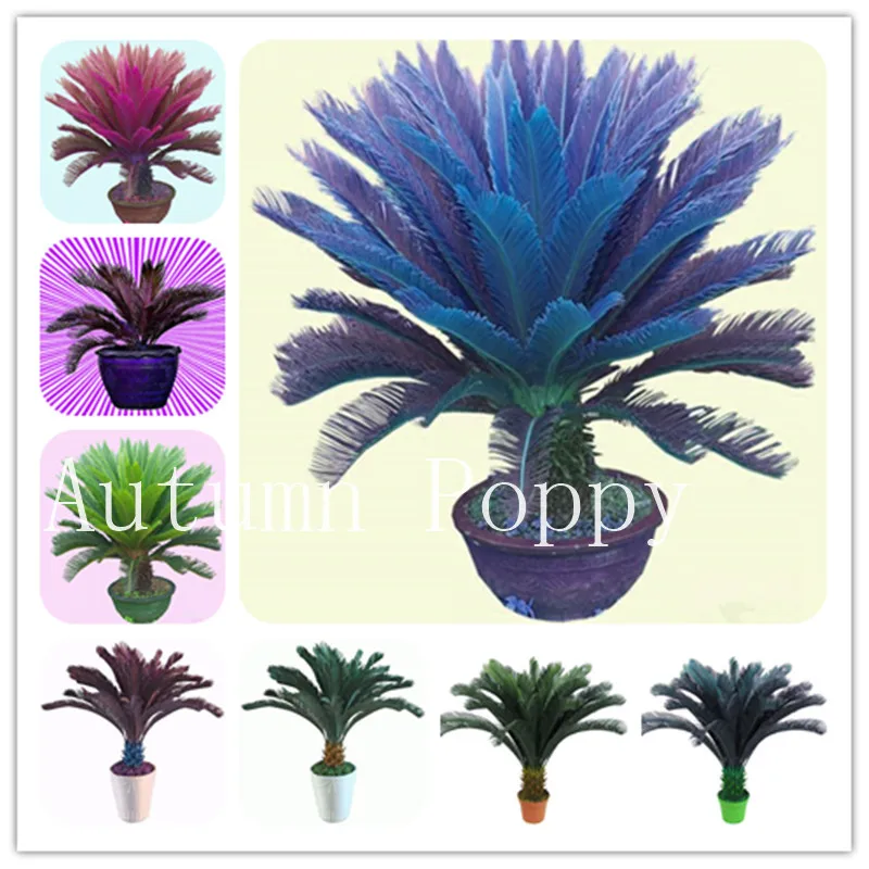 10 Pcs Blue Cycas Bonsai, Balcony Iron Tree Potted Flower Bonsai Cycas Revoluta Tree For Home Garden Popular Landscape Plant
10 Pcs Blue Cycas Bonsai, Balcony Iron Tree Potted Flower Bonsai Cycas Revoluta Tree For Home Garden Popular Landscape Plant