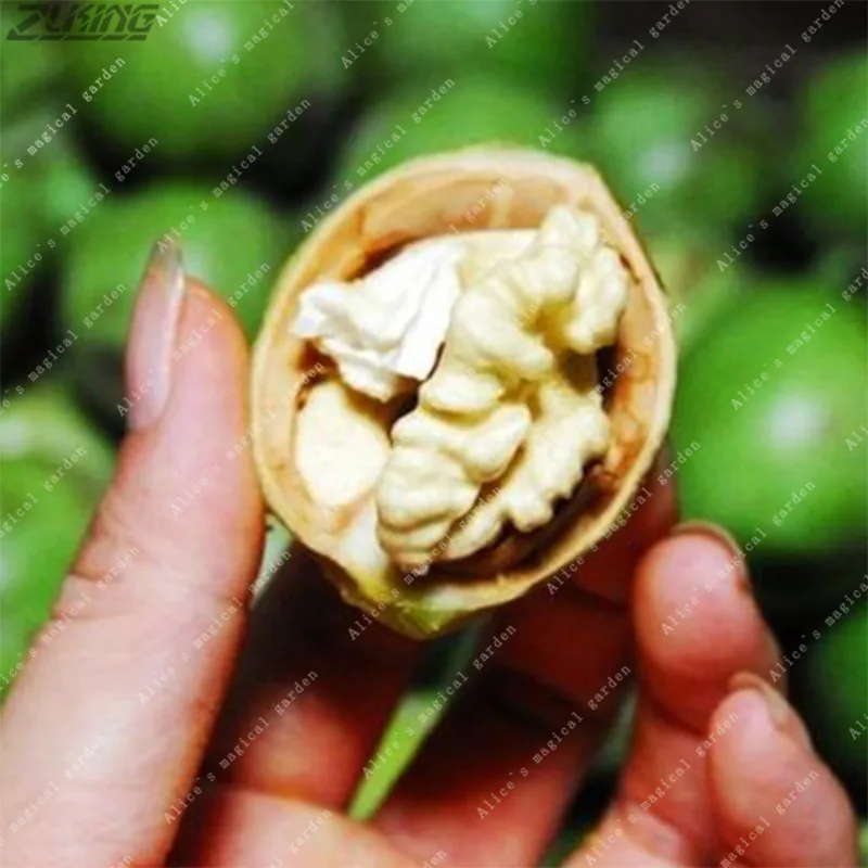 ZLKING 2pcs Nutrient Rich Strong Adaptability Green Walnut Bonsai Decorative Garden Perennial Fruit Plants Attractive Nuts
ZLKING 2pcs Nutrient Rich Strong Adaptability Green Walnut Bonsai Decorative Garden Perennial Fruit Plants Attractive Nuts