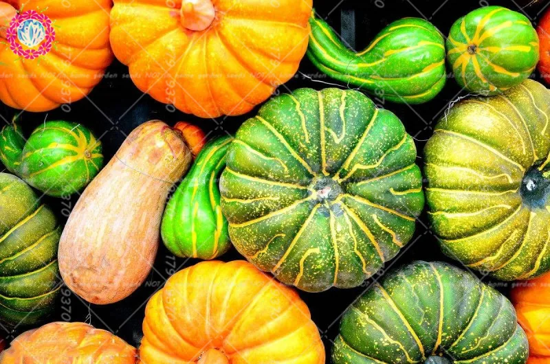 20pcs rare pumpkin bonsai cushaw Organic Non-GMO vegetable for home mini garden potted plants Nasiona dyni
20pcs rare pumpkin bonsai cushaw Organic Non-GMO vegetable for home mini garden potted plants Nasiona dyni
