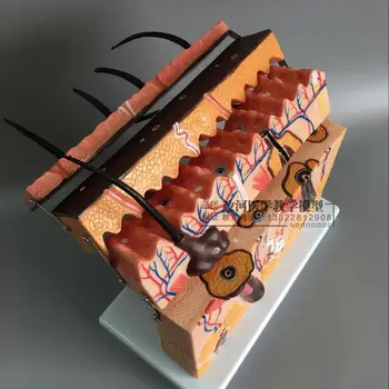 70X skin enlargement model Skin section structure model Medical teaching equipment
70X skin enlargement model Skin section structure model Medical teaching equipment