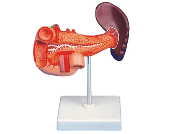 

Life Size 1:1 Pancreas Spleen Gallbladder Liver Duodenum Human Body Anatomy Medical Model Medical Science Teaching Resources