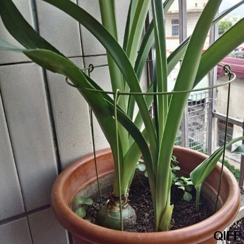 Wholesale 28cm Plant Support Climbing Plants Conical Trellis Supporter Frame Garden Supply May06
Wholesale 28cm Plant Support Climbing Plants Conical Trellis Supporter Frame Garden Supply May06