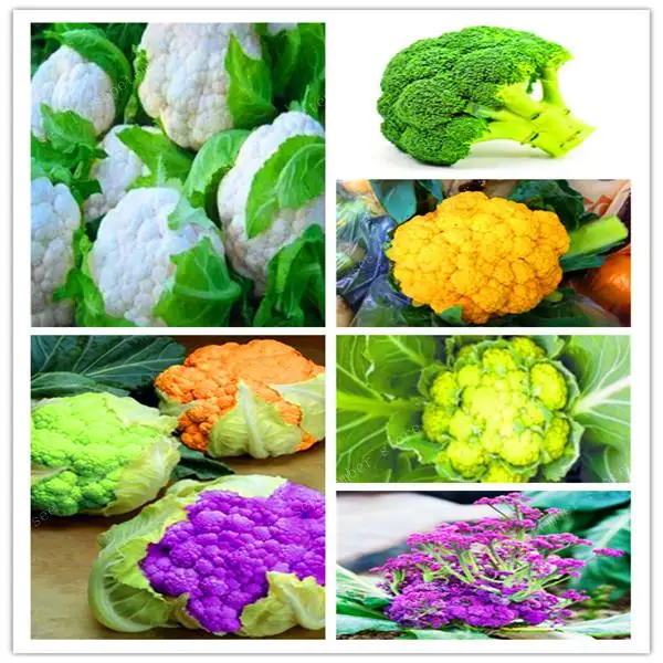 100 pcs Rare Organic Romanesco Tower Broccoli Bonsai, Roman Cauliflower Fractal Heads Broccoflower Vegetables DIY Home & Garden
100 pcs Rare Organic Romanesco Tower Broccoli Bonsai, Roman Cauliflower Fractal Heads Broccoflower Vegetables DIY Home & Garden