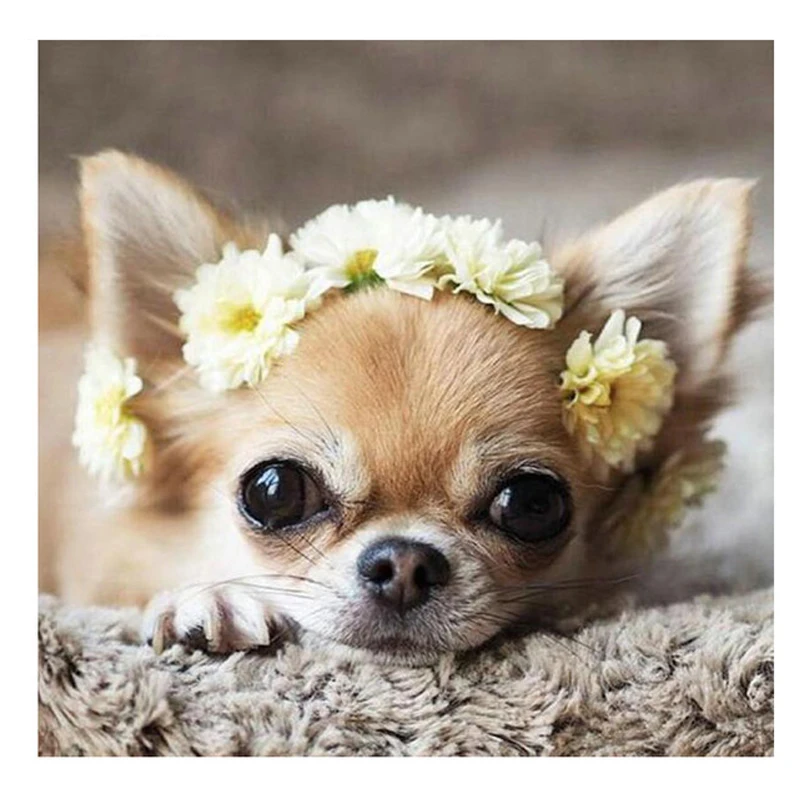 sale Diamond Embroidery chihuahua dog Diy Diamond Painting Cross Stitch birds Full Square Round Pictures Of Rhinestones ZP-300
sale Diamond Embroidery chihuahua dog Diy Diamond Painting Cross Stitch birds Full Square Round Pictures Of Rhinestones ZP-300