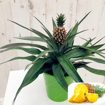 100 Pcs Pineapple Bonsai Juicy Delicious Fruit Bonsai Rare Exotic Bonsai Potted Plant Decoration Home & Garden Free Shipping
100 Pcs Pineapple Bonsai Juicy Delicious Fruit Bonsai Rare Exotic Bonsai Potted Plant Decoration Home & Garden Free Shipping