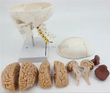Human Life Size Numbered Skull Cervical Vertebrae with Nerves Brain Model anatomy skeleton veterinary anatomical anatomia condom
Human Life Size Numbered Skull Cervical Vertebrae with Nerves Brain Model anatomy skeleton veterinary anatomical anatomia condom