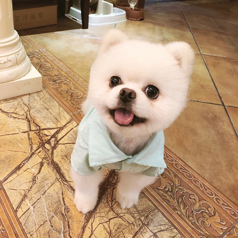 Pet Dog Clothes for Dog for Small Dogs Spring French Bulldog Clothing Chihuahua Animal Ice Cream Embroidery Coat Shirt for Cat
Pet Dog Clothes for Dog for Small Dogs Spring French Bulldog Clothing Chihuahua Animal Ice Cream Embroidery Coat Shirt for Cat