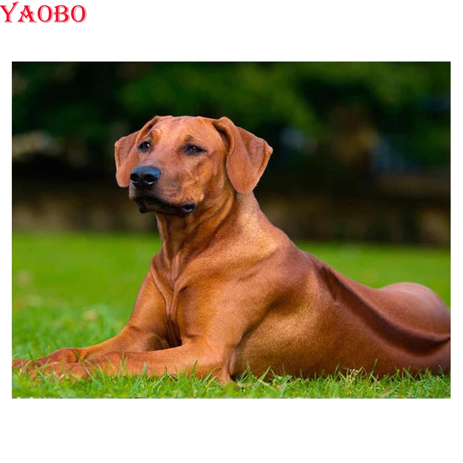 full 3d diamond embroidery rhodesian ridgeback pet dog 5d diamond painting diamond mosaic picture of rhinestones cross-stitch
full 3d diamond embroidery rhodesian ridgeback pet dog 5d diamond painting diamond mosaic picture of rhinestones cross-stitch