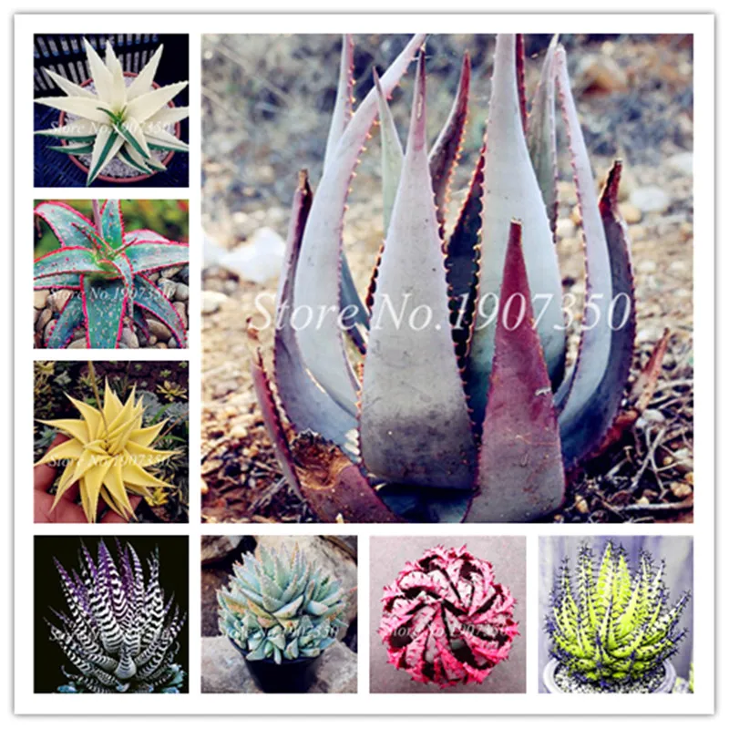 150 Pcs Mixed Aloe Vera Bonsai, Succulent Lucky Aloe Indoor Bonsai Use Beauty Edible Cosmetic Fruit Vegeable Pot Plant Easy Grow
150 Pcs Mixed Aloe Vera Bonsai, Succulent Lucky Aloe Indoor Bonsai Use Beauty Edible Cosmetic Fruit Vegeable Pot Plant Easy Grow
