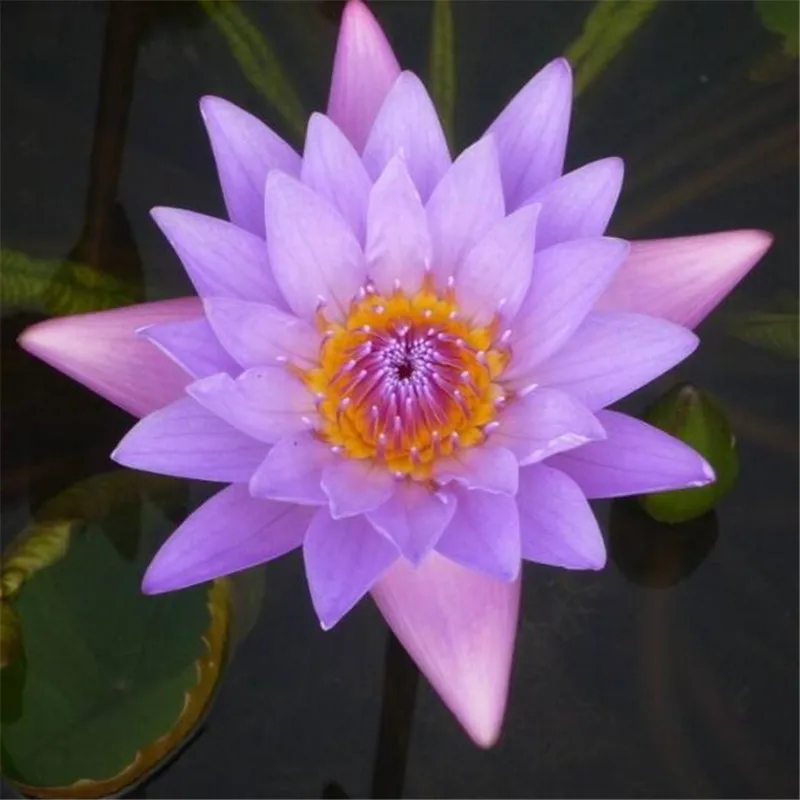 1 Professional Pack, Dark Blue Nymphaea Caerulea China Water Lily Pad Flower Pond bonsai
1 Professional Pack, Dark Blue Nymphaea Caerulea China Water Lily Pad Flower Pond bonsai