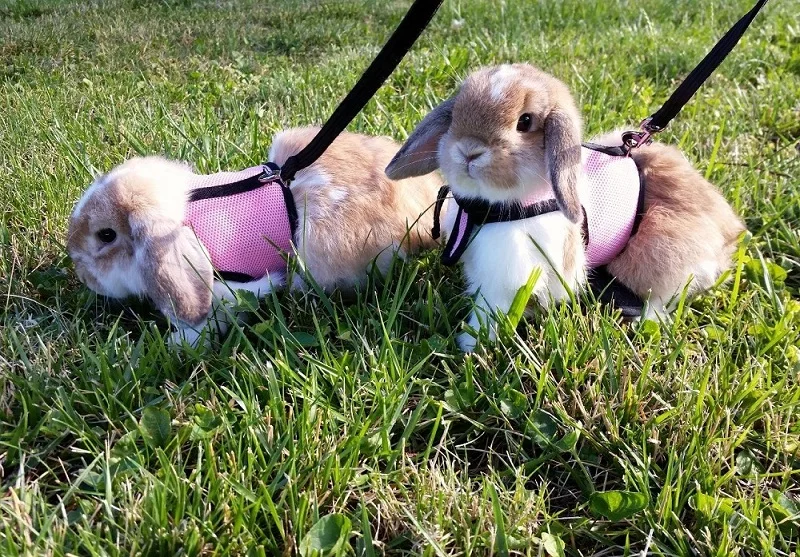 Walking rabbits on a leash Clearance