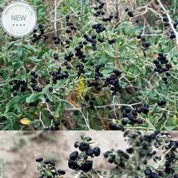 1 Professional Pack, 200 seeds / pack, Fresh Feral Organic Black Goji Berry Herbs
