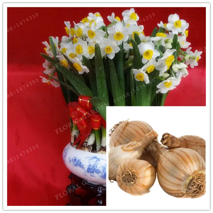 True Color Mixing Narcissus Bulbs,Daffodil Bulbs Bonsai Aquatic Plants Double Petals Absorption Radiation Potted Plant -2 bulb
True Color Mixing Narcissus Bulbs,Daffodil Bulbs Bonsai Aquatic Plants Double Petals Absorption Radiation Potted Plant -2 bulb