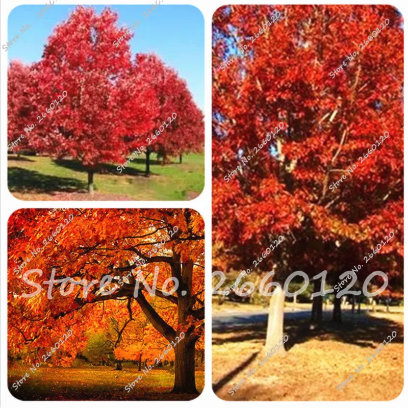 5 pcs/ bag Red Oak Tree good scenery bonsai Potted tree Quercus Alba Shade Acorn Plant for DIY home garden Free Shipping
5 pcs/ bag Red Oak Tree good scenery bonsai Potted tree Quercus Alba Shade Acorn Plant for DIY home garden Free Shipping