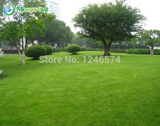 Image 500 PCS grass seeds, Lawn Seed, evergreen perennial