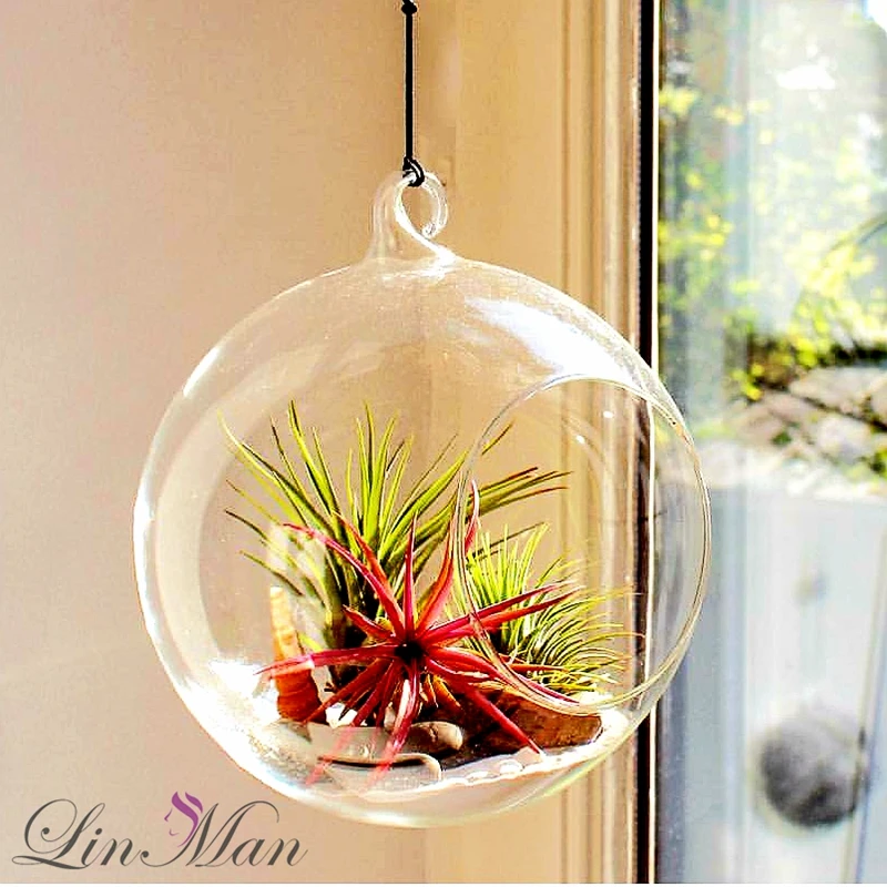 8cm highqual Terrarium Ball Globe Shape Clear Hanging Glass Vase Flower Plants Container Micro Landscape DIY Wedding Home Decor
8cm highqual Terrarium Ball Globe Shape Clear Hanging Glass Vase Flower Plants Container Micro Landscape DIY Wedding Home Decor