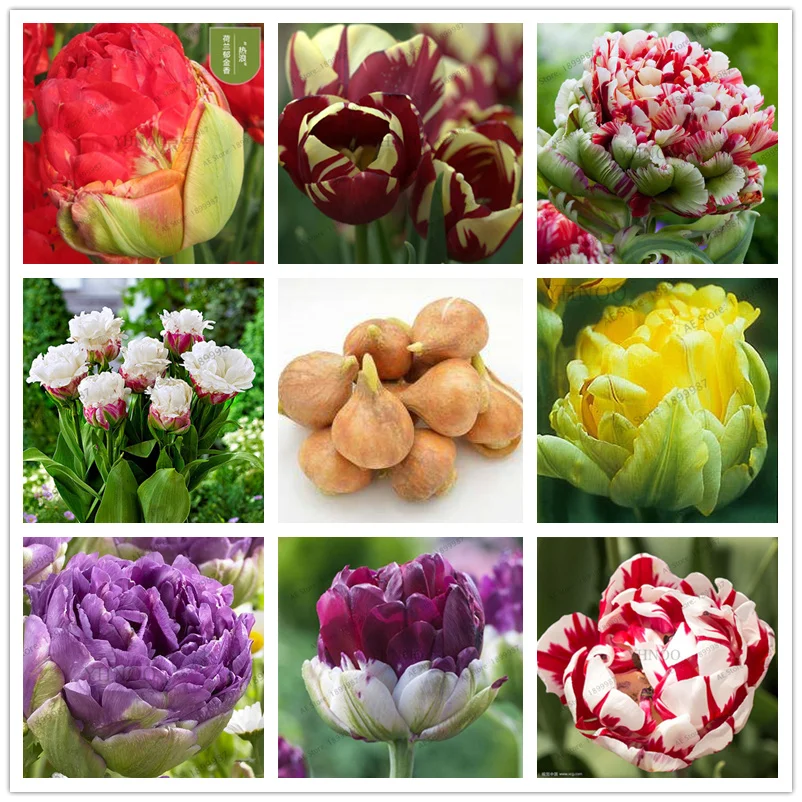 5pcs/bag Double flap Tulip bulbss(not Garden)tulipa Gesneriana,potted Plants, Planting Seasons, Flowering Bonsai Plants semilla
5pcs/bag Double flap Tulip bulbss(not Garden)tulipa Gesneriana,potted Plants, Planting Seasons, Flowering Bonsai Plants semilla