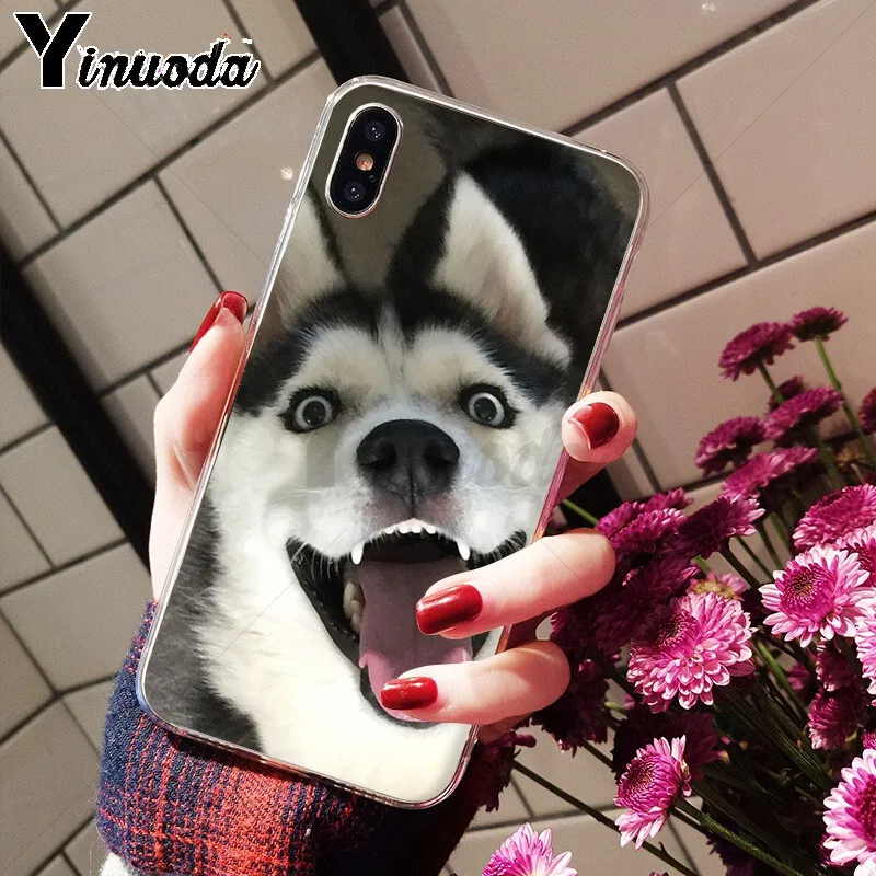 Animal Husky cute Puppy Dog