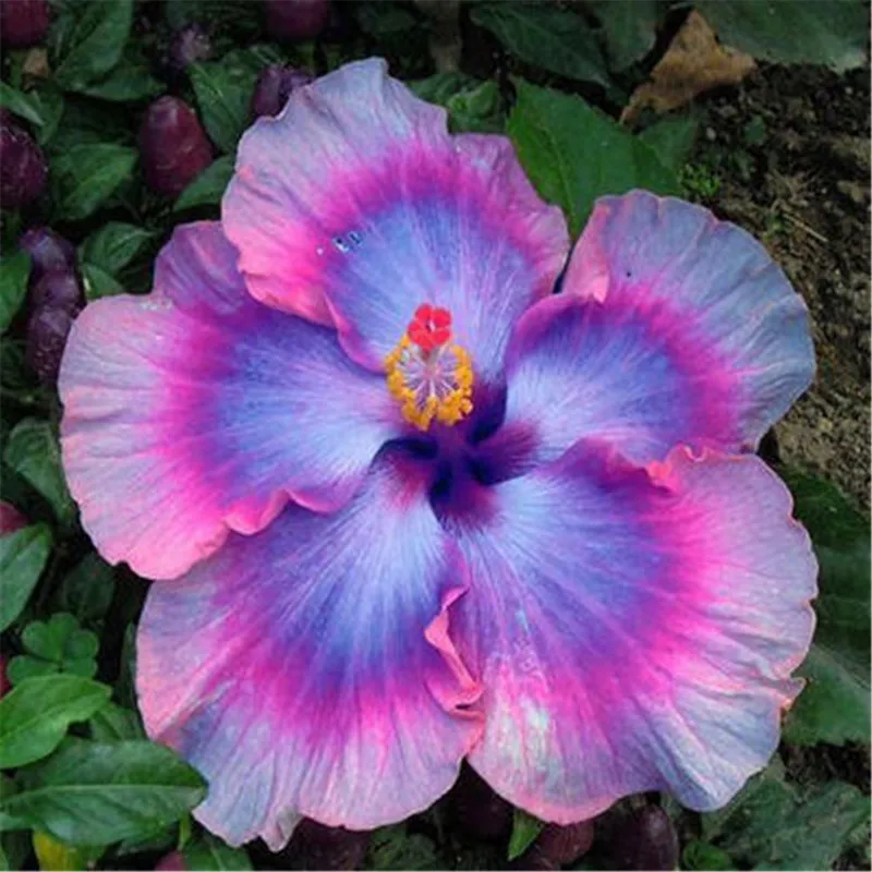 Hot Sale 20 Pcs/Pack Multiple Varieties Hibiscus Flowers Bonsai Four Seasons Ornamental Outdoor Bonsai in Courtyard Garden
Hot Sale 20 Pcs/Pack Multiple Varieties Hibiscus Flowers Bonsai Four Seasons Ornamental Outdoor Bonsai in Courtyard Garden