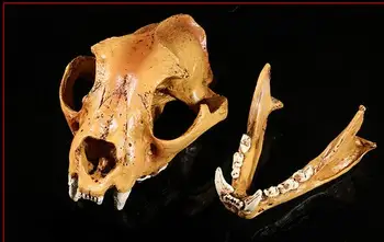 skull of dog head is made of art model resin handicraft Personalities head statue home decoration
skull of dog head is made of art model resin handicraft Personalities head statue home decoration