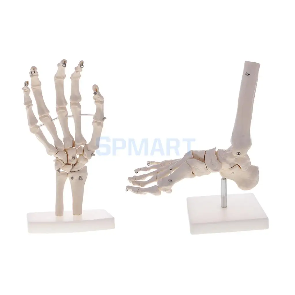 1:1 Life Size Human Hand Joint Skeleton + Foot & Ankle Joint Model with Base Teaching Tool