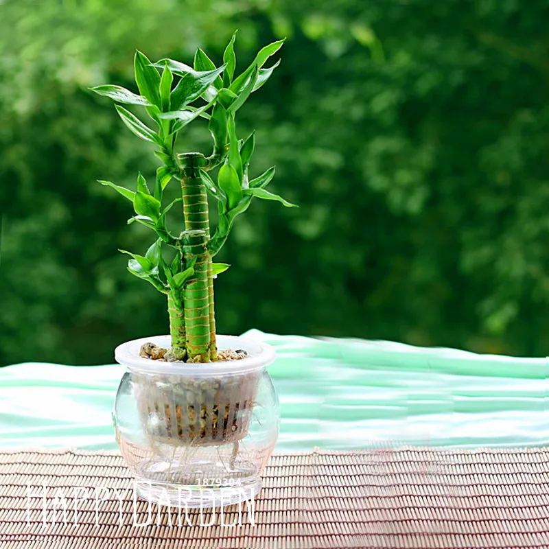 New Fresh 6 Kinds Lucky Bamboo Choose Potted bonsai Variety Complete Dracaena garden the Budding Rate 95%, 100 PCS/Lot,#P9HE
New Fresh 6 Kinds Lucky Bamboo Choose Potted bonsai Variety Complete Dracaena garden the Budding Rate 95%, 100 PCS/Lot,#P9HE