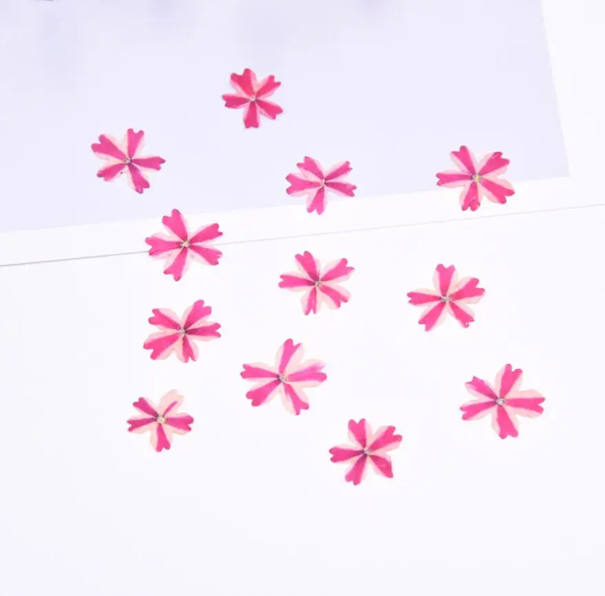 120pcs Multicolor Pressed Dried Flower Cherry blossoms Filler For Epoxy Resin Jewelry Making Postcard Frame Phone Case Craft DIY
120pcs Multicolor Pressed Dried Flower Cherry blossoms Filler For Epoxy Resin Jewelry Making Postcard Frame Phone Case Craft DIY