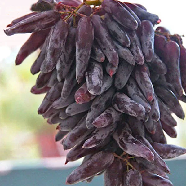 50 / Pack Very Rare Finger Grape Advanced Fruit Natural Growth Grape Delicious Fruit Plants For Home Garden
50 / Pack Very Rare Finger Grape Advanced Fruit Natural Growth Grape Delicious Fruit Plants For Home Garden