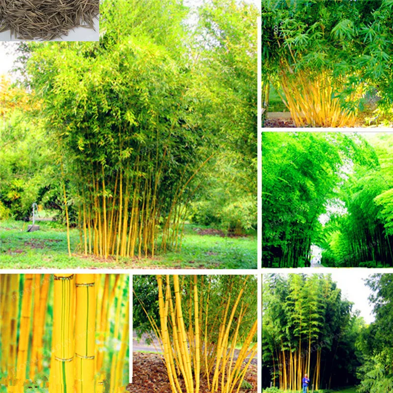 Potted Plant Bonsai 30 PCS Bamboo plant Home Garden Plant Fresh Green Bamboo Phyllostachys Aureosulcata Spectabilis
Potted Plant Bonsai 30 PCS Bamboo plant Home Garden Plant Fresh Green Bamboo Phyllostachys Aureosulcata Spectabilis