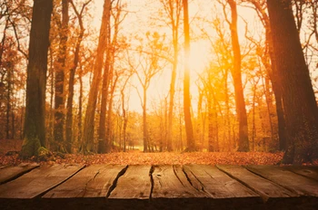 Forest in the dusk photography background backdrop made of art fabric for photo studio D-9657
Forest in the dusk photography background backdrop made of art fabric for photo studio D-9657