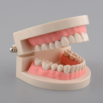 Child Teeth Model Standard Dental Teaching Study Dental Demonstration Oral Medical Education Tooth Model
Child Teeth Model Standard Dental Teaching Study Dental Demonstration Oral Medical Education Tooth Model
