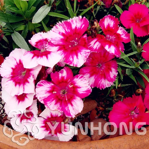 100PCS Rare Dianthus Deltoids GLOBEMASTER Beautiful Flower Bonsai the Budding Rate 95% Garden Plant For Kids Gift
100PCS Rare Dianthus Deltoids GLOBEMASTER Beautiful Flower Bonsai the Budding Rate 95% Garden Plant For Kids Gift