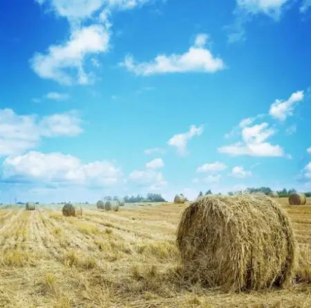 LIFE MAGIC BOX Photography Backdrop Photo Studio Background Fight Haystack Cm15-S-494 | Электроника