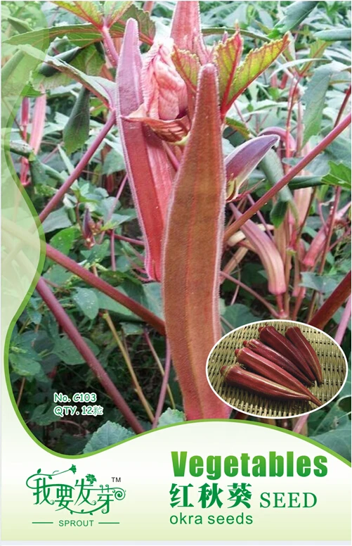 Red Okra Organic Seeds, Original Pack, 12 Seeds / Pack, Abelmoschus Esculentus Ladies